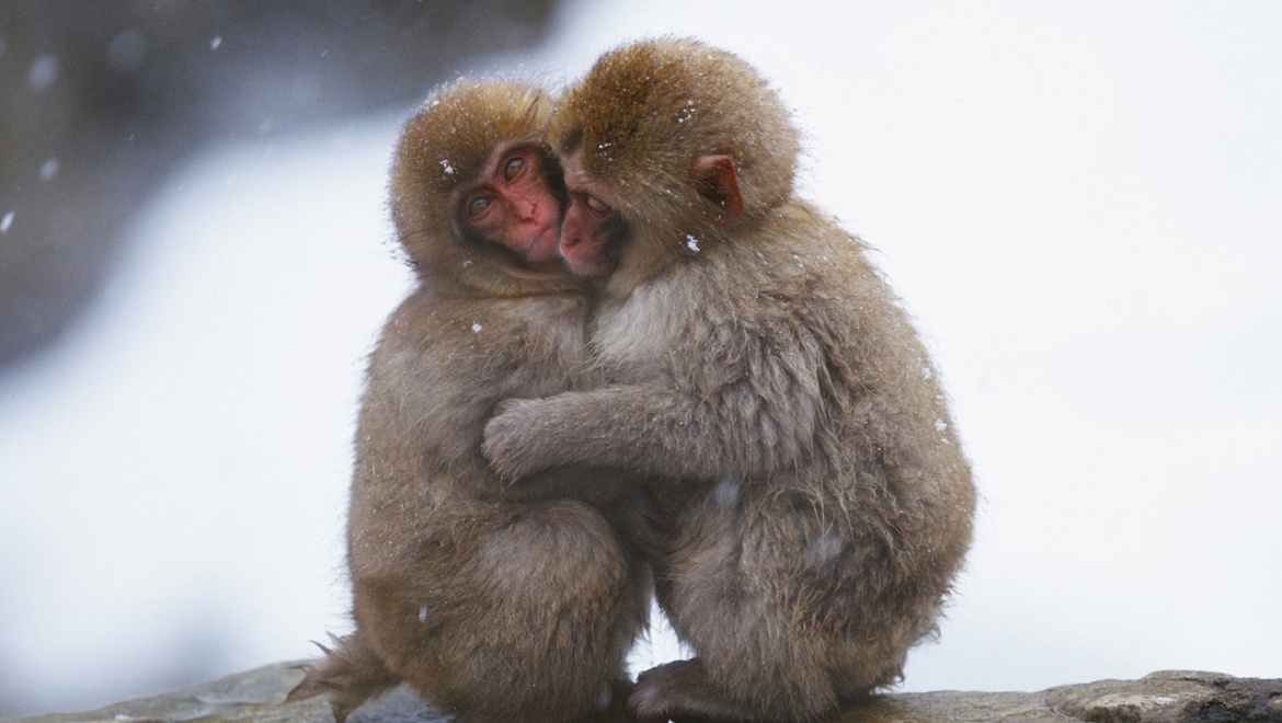 Казанцам предлагают выбрать самую «Влюбленную пару» зооботсада