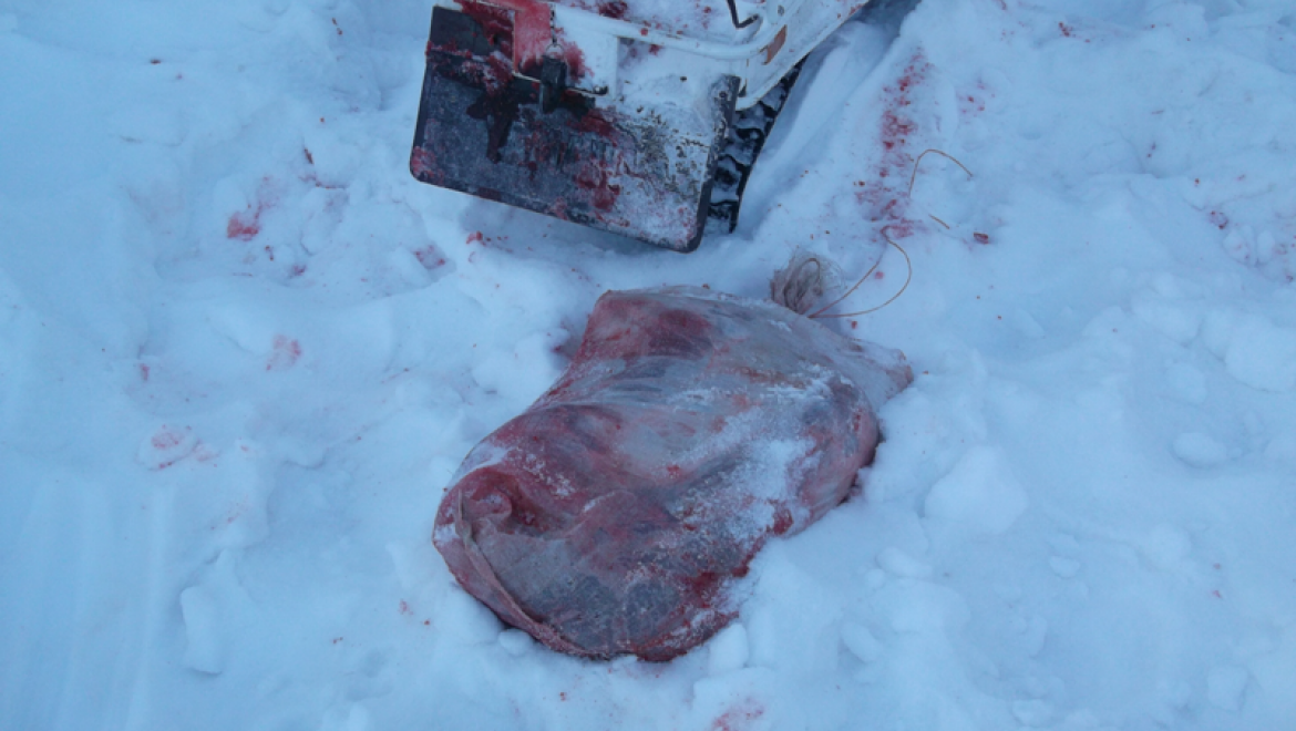 На востоке области пойман браконьер с поличным