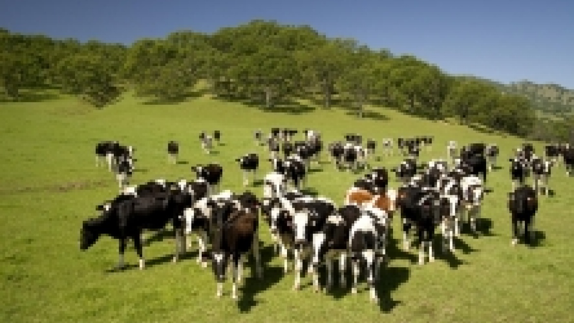 Судебные приставы арестовали стадо коров