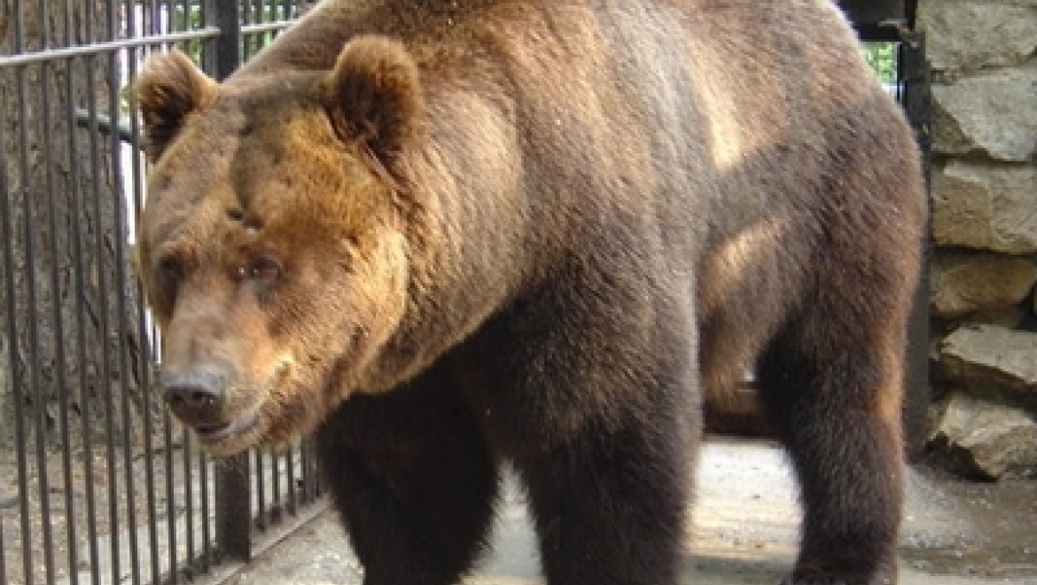 В Казанском зооботсаду проснулись бурые медведи
