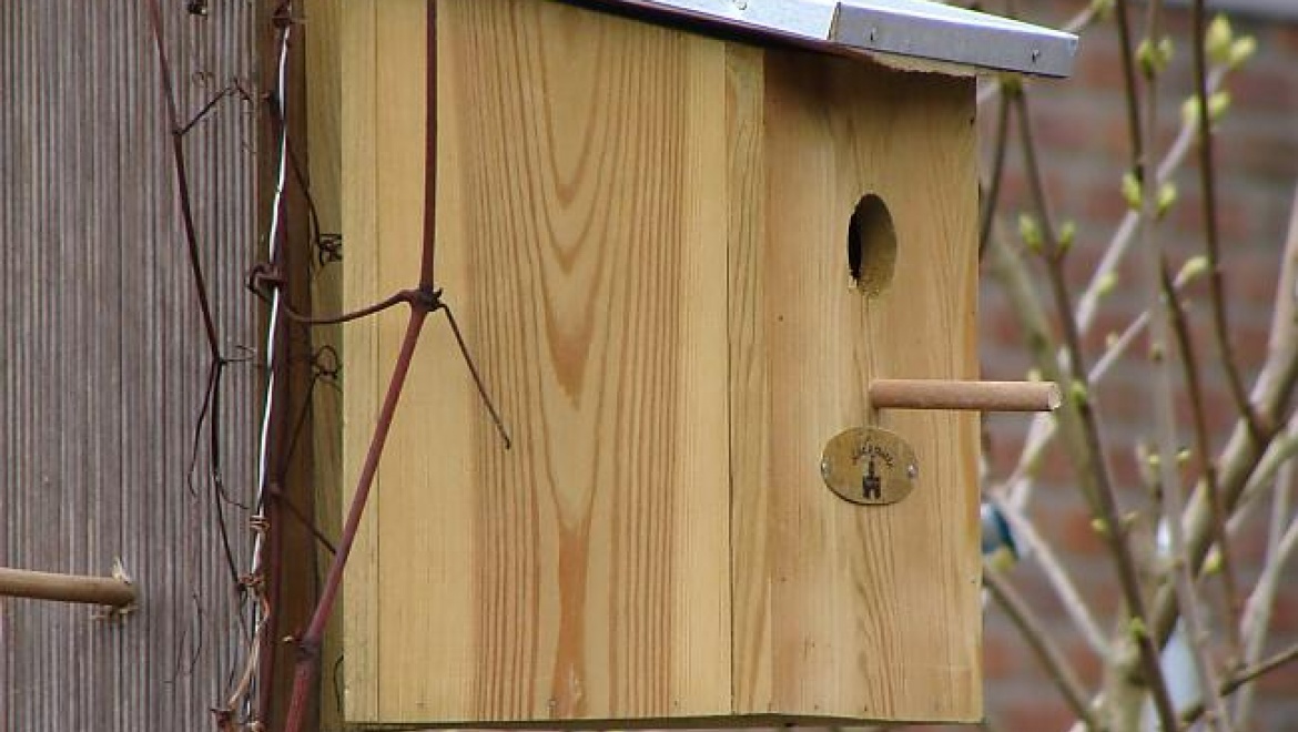 Акция «Домики для пернатых»