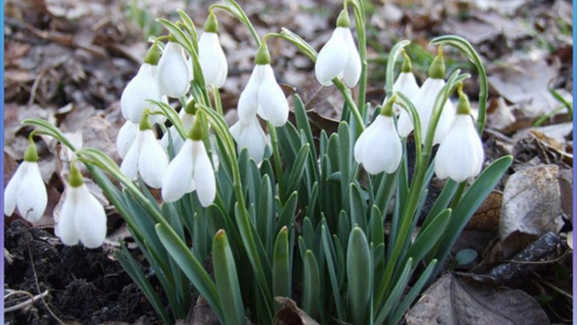 За продажу или покупку первоцветов грозит штраф!