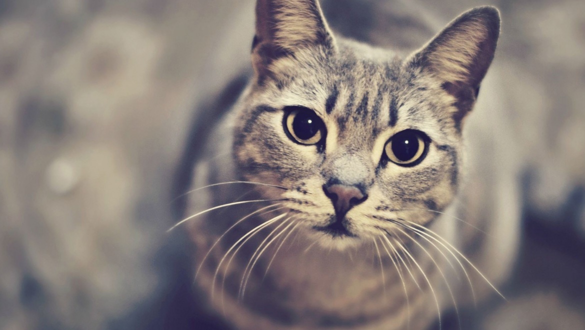 30 и 31 мая в Казани пройдет выставка кошек