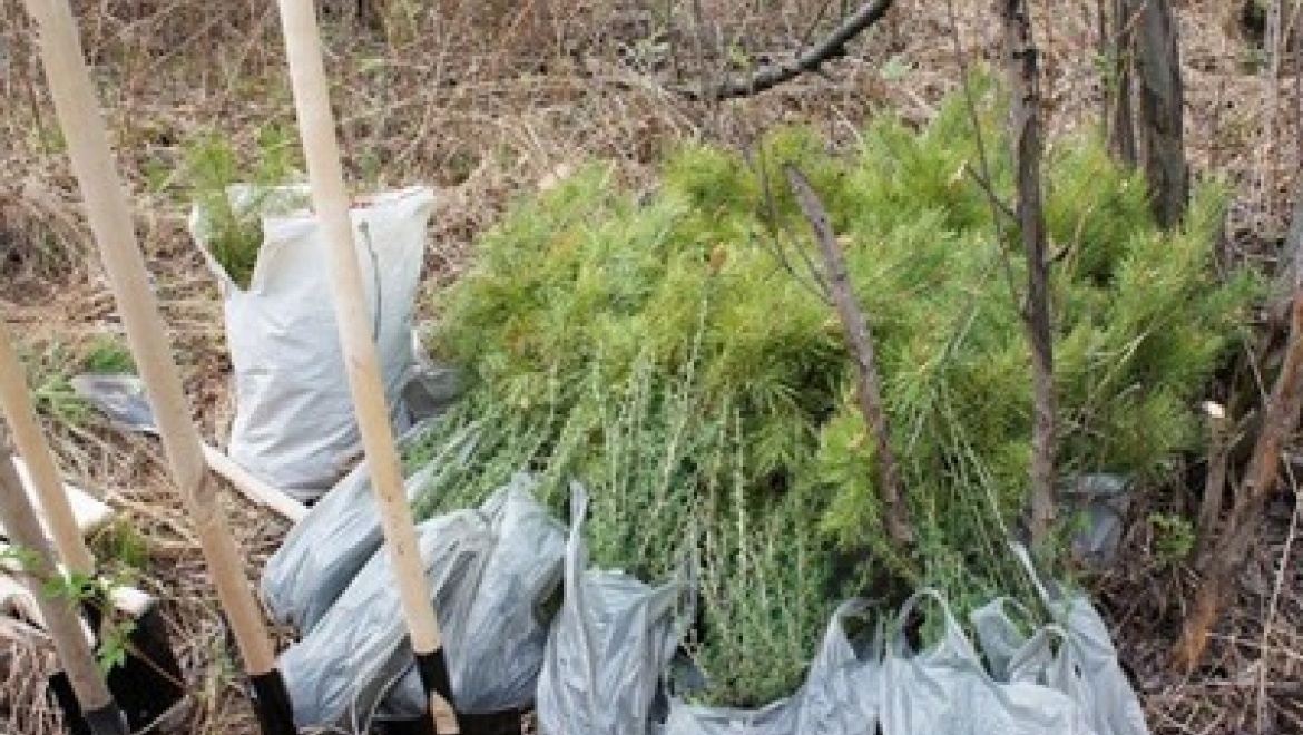 Казанцев приглашают на День посадки леса