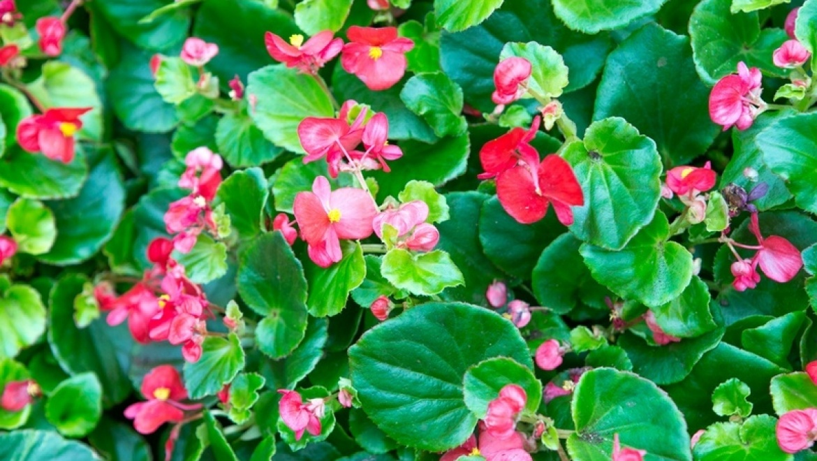 В Казани откроется специализированная выставка «Зеленое хозяйство: весенний сезон»