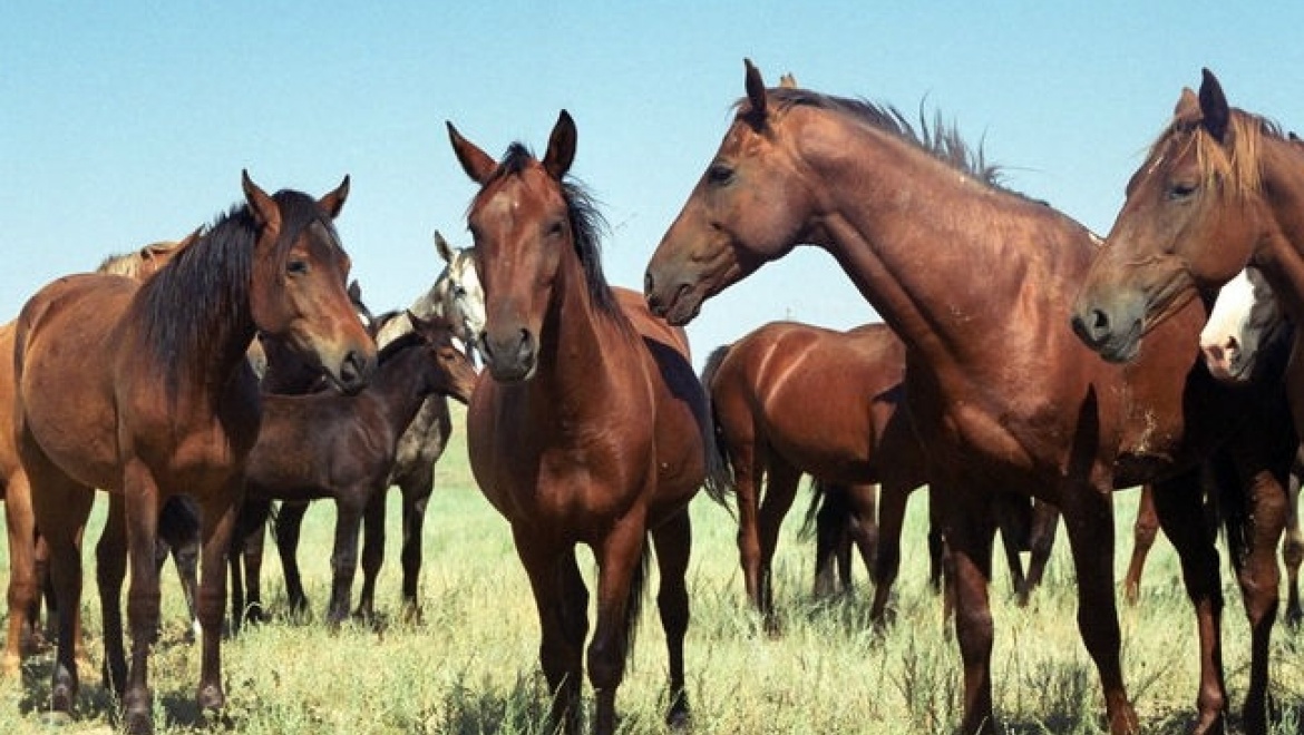 В Оренбуржье осуждены скотокрады, похитившие около сотни лошадей