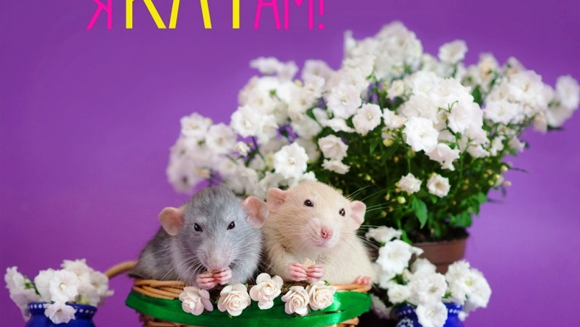 Любители крыс со всей страны привезут своих питомцев в Казань