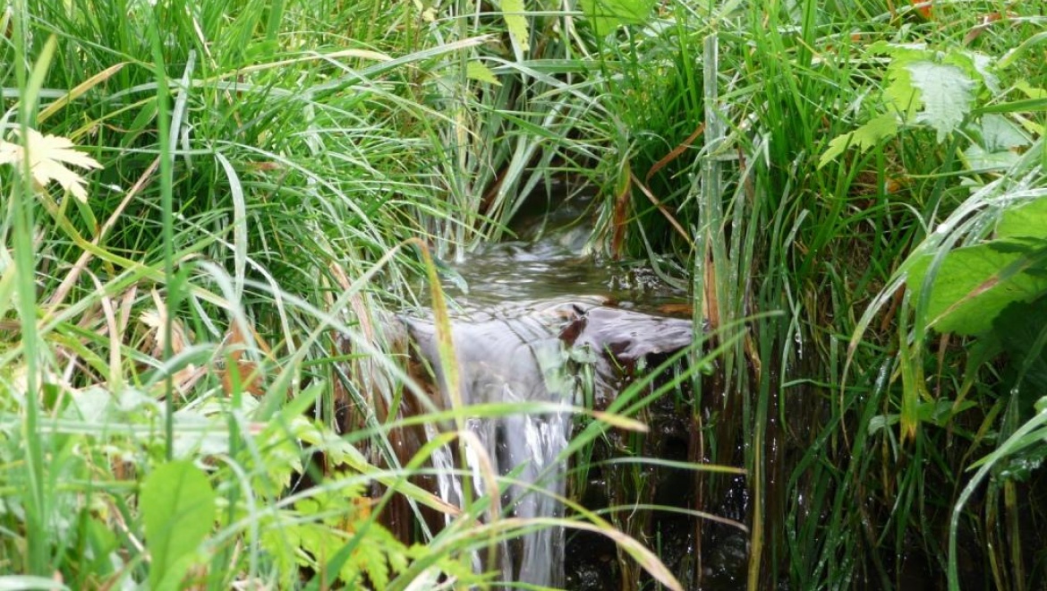 Объявлена областная акция «Живи, родник!»