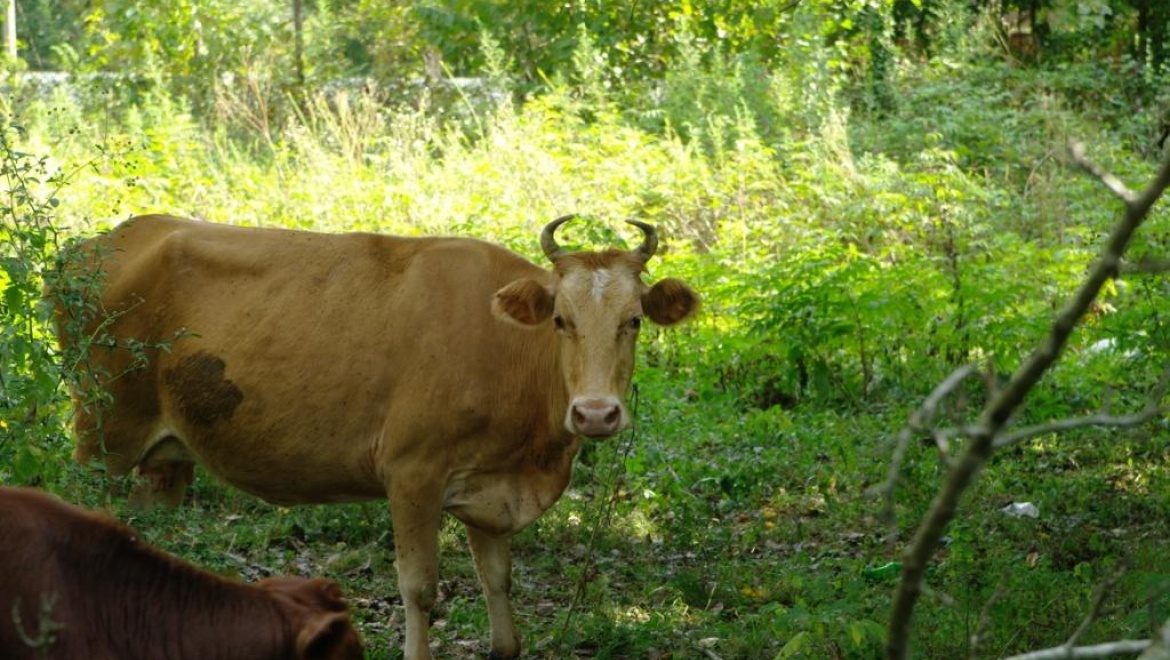 Руководитель молокоперерабатывающего предприятия оштрафован на десять тысяч рублей