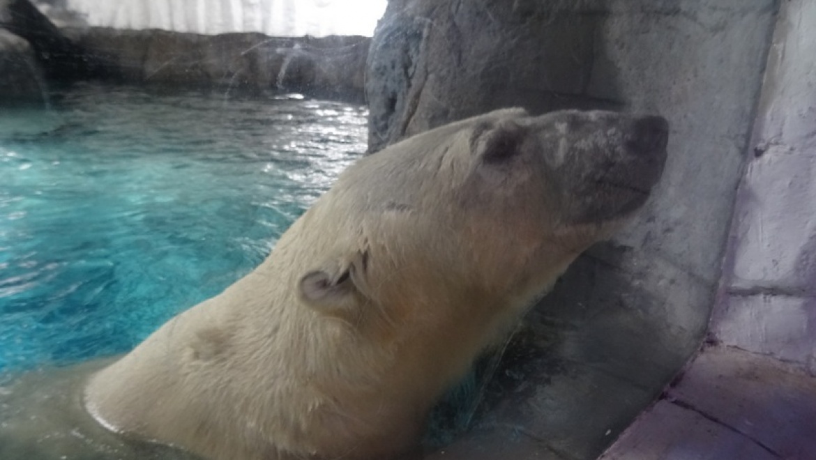 Пара казанских медведей – Пилигрим и Аврора – отправились на 2 года в Сан-Паулу