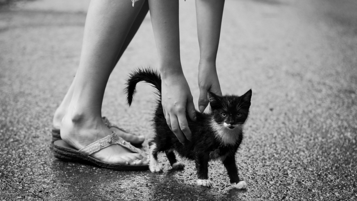 В Казани участились случаи заболеваемости стригущим лишаем