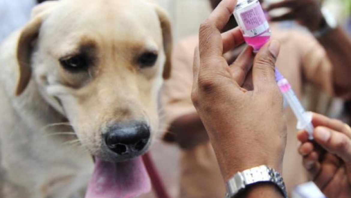 В Татарстане наблюдается сезонный всплеск заболеваемостью бешенством у животных