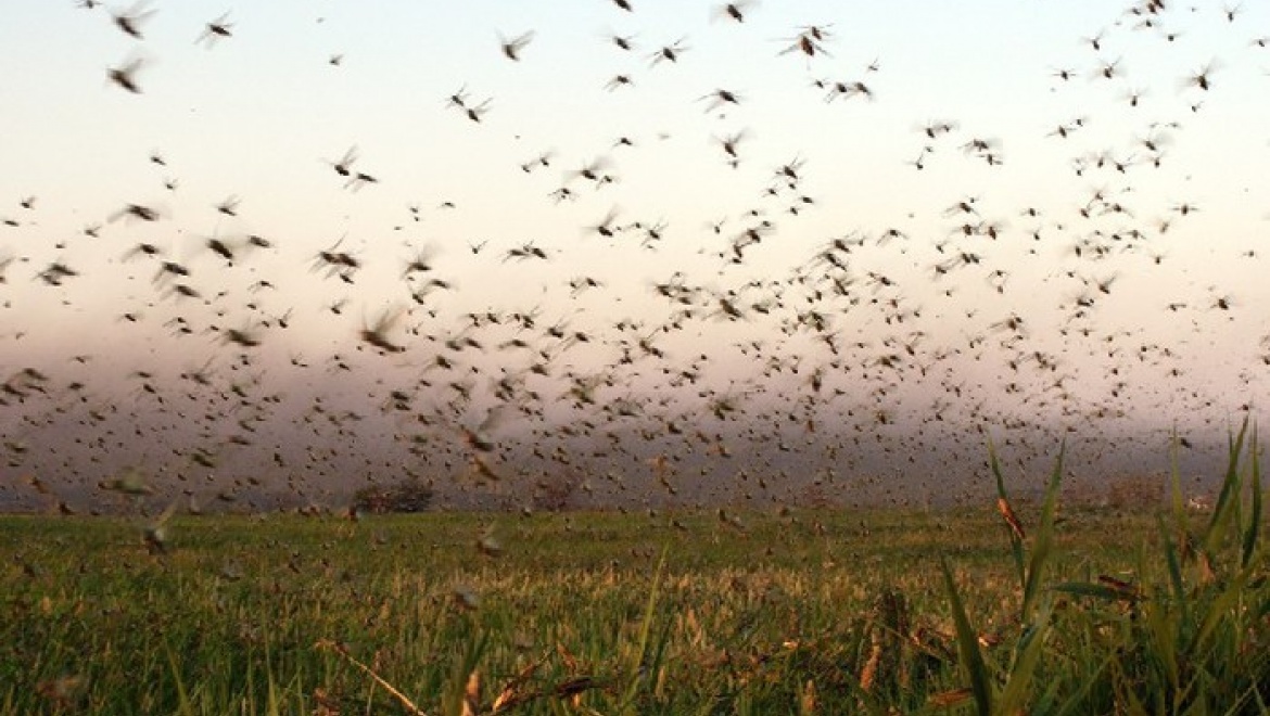 В области началась борьба с саранчовыми