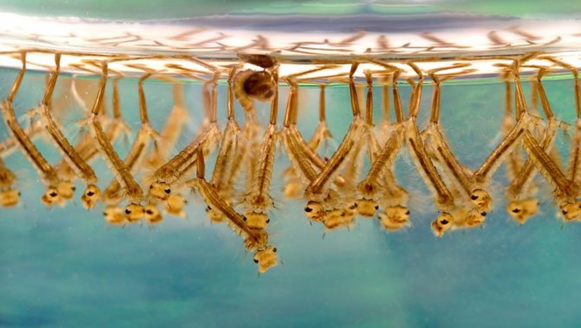 В Татарстане началась дезинсекционная обработка водоемов от личинок комаров