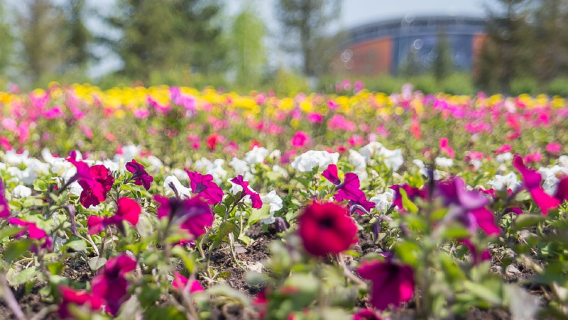К концу июня в Казани высадят 3,5 миллиона цветочных саженцев и установят 3,5 тысячи кашпо