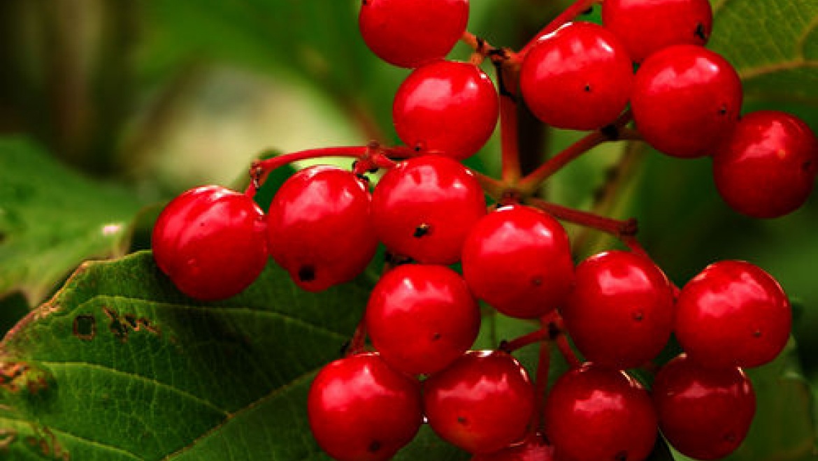 В Казани начали фиксировать отравления дикорастущими растениями и ягодами