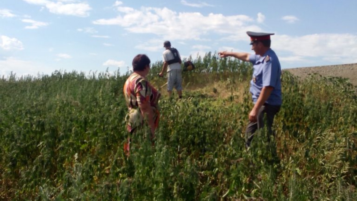 Участковый нашел и уничтожил треть гектара конопли