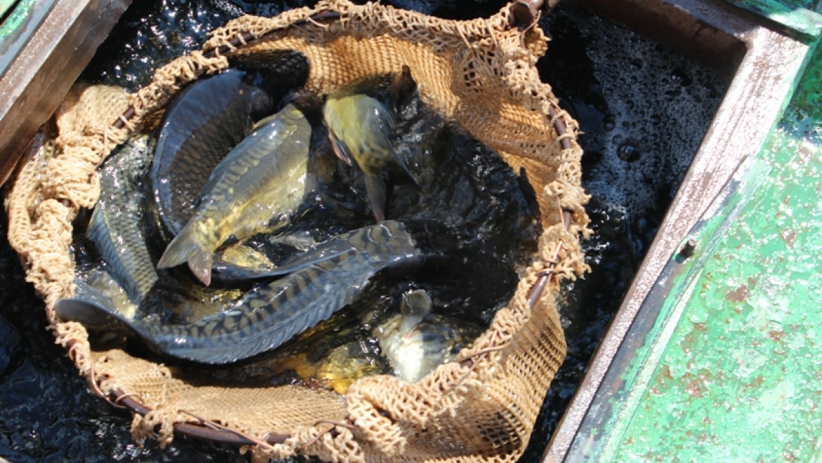 В водоемах Ботанического сада ОГУ поселилась рыба