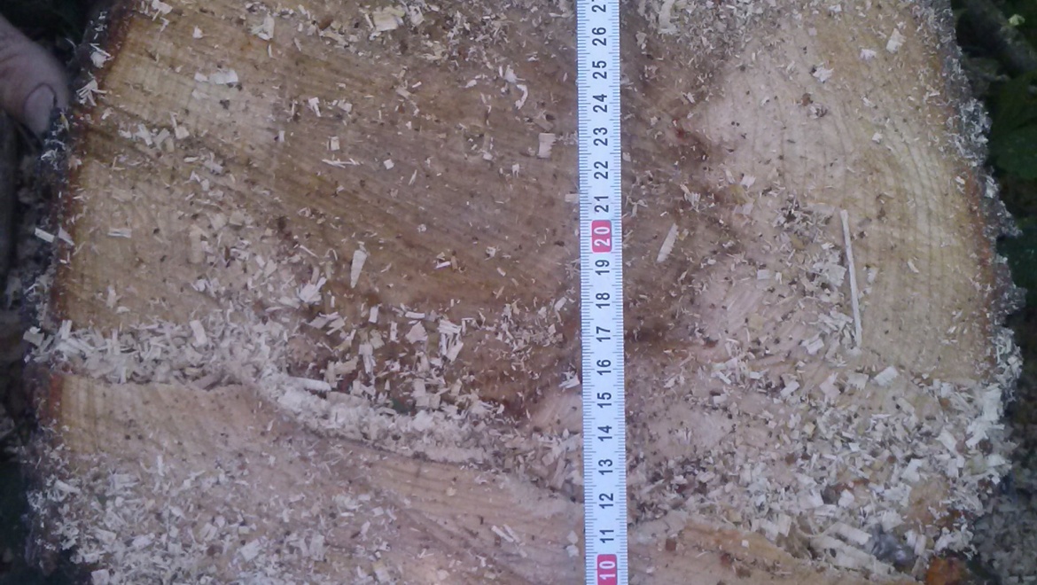 Пенсионера поймали на вырубке ольхи