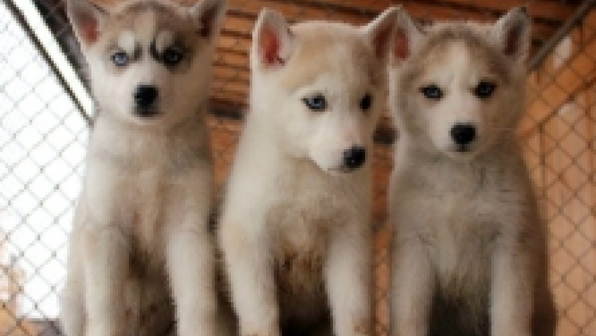 Приставы арестовали 66 собак породы "Хаски"