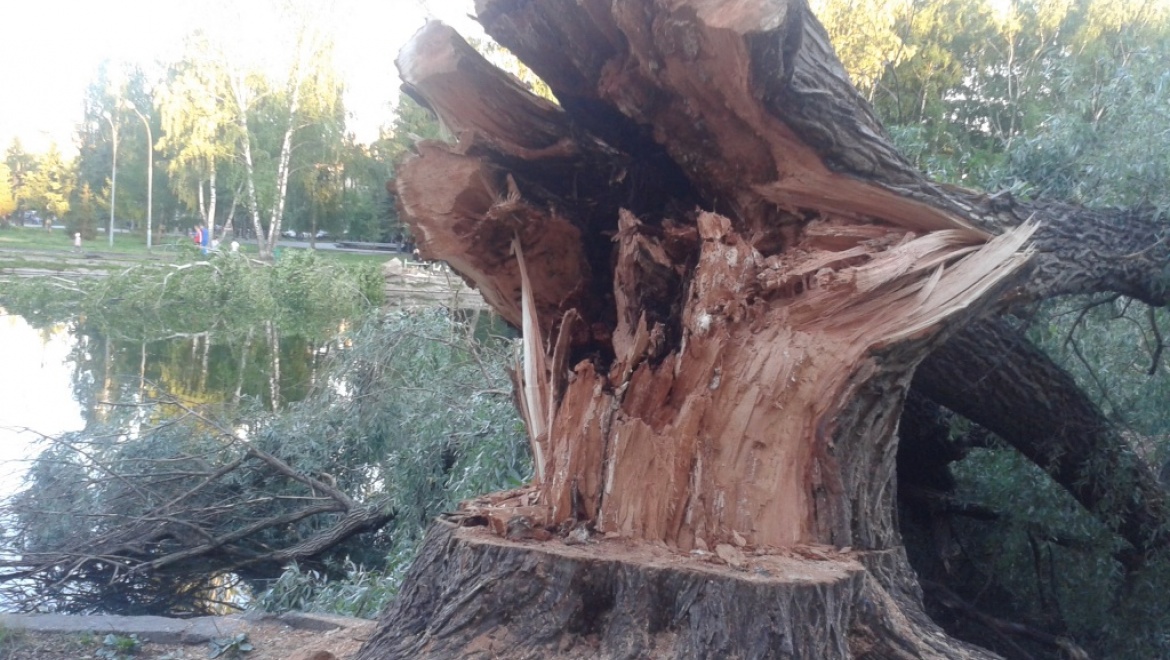 И.Метшин: «Рубка деревьев без разрешения – вопиющий случай»